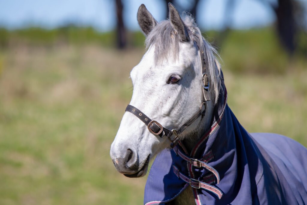 A gray horse wearing a navy turnout blanket and halter standing in a grassy field.