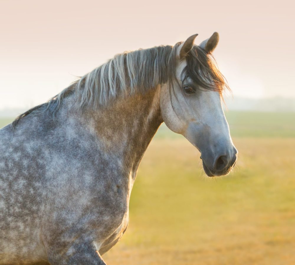 Grey lusitano horse portrait at sunrise